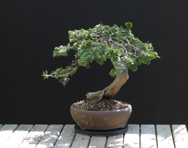 AT Juniper sabina carving and styling